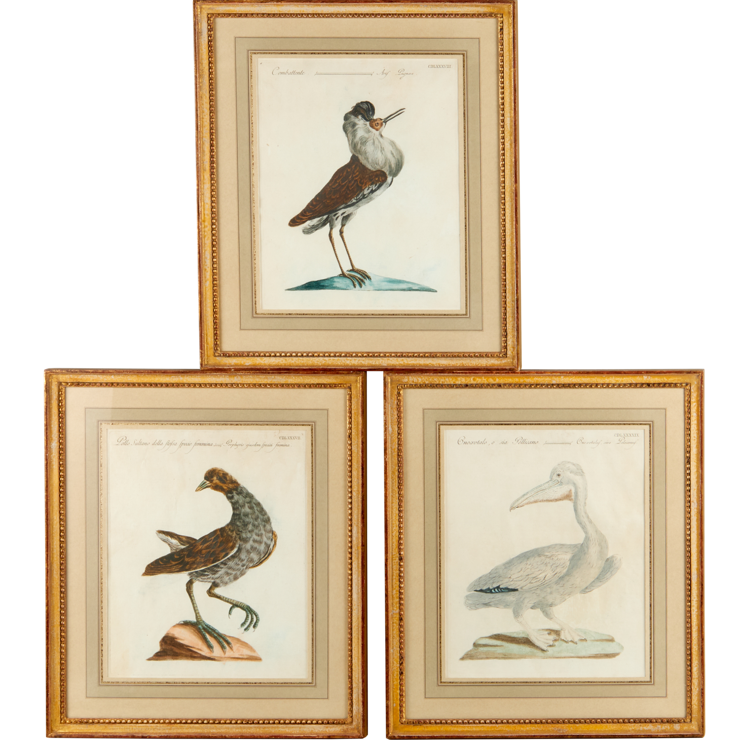 SAVERIO MANETTI, (3) ORNITHOLOGY PRINTS,