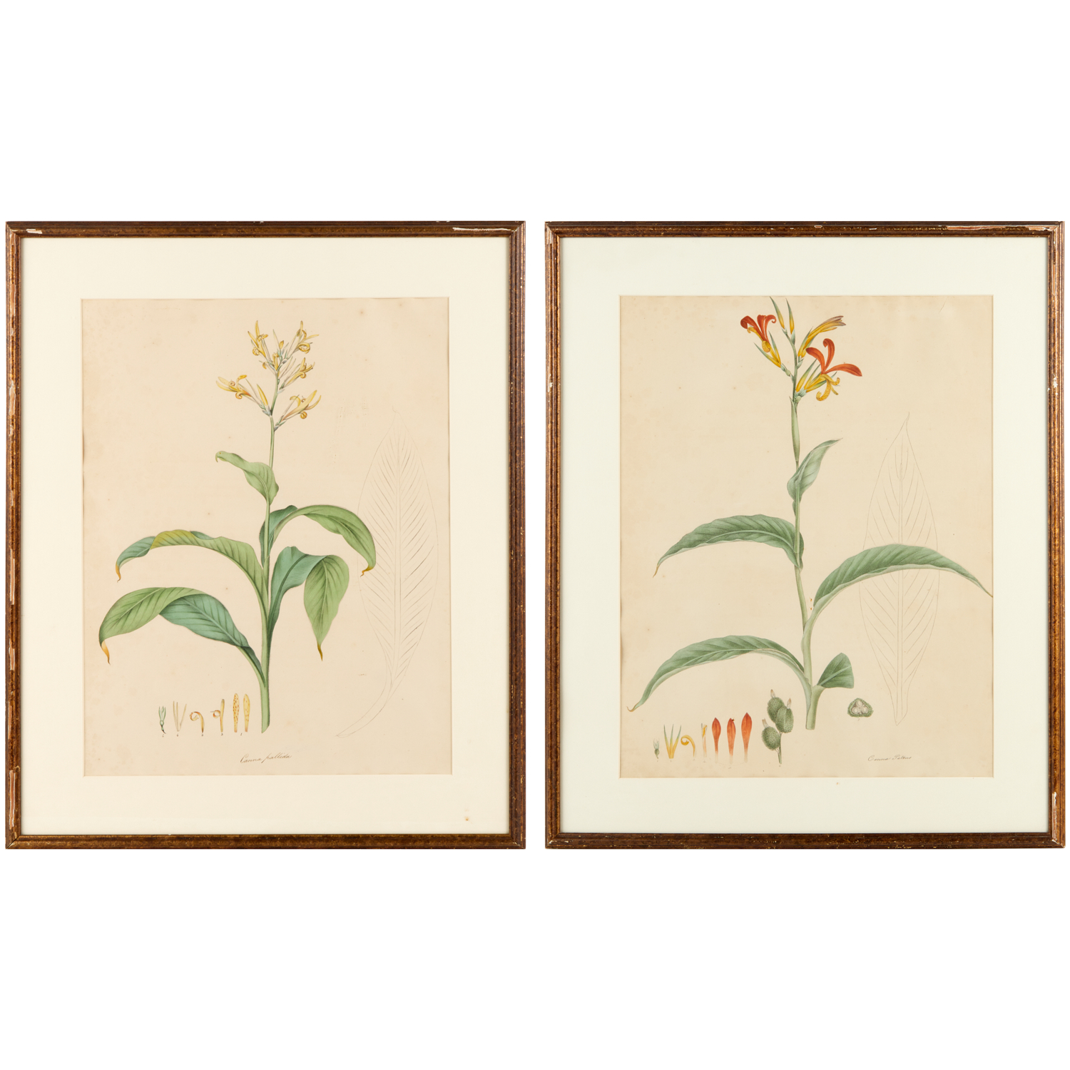 WILLIAM ROSCOE 2 BOTANICAL LITHOGRAPHS  361b9d