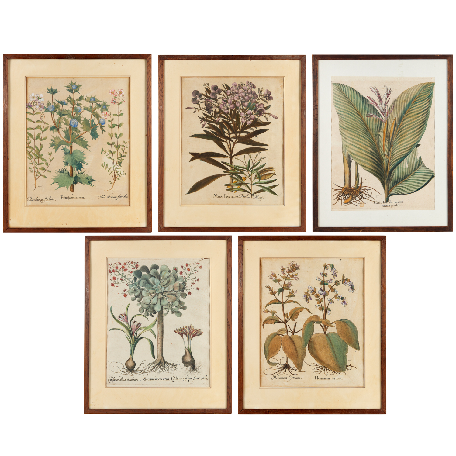 BASILIUS BESLER, (5) BOTANICAL PRINTS