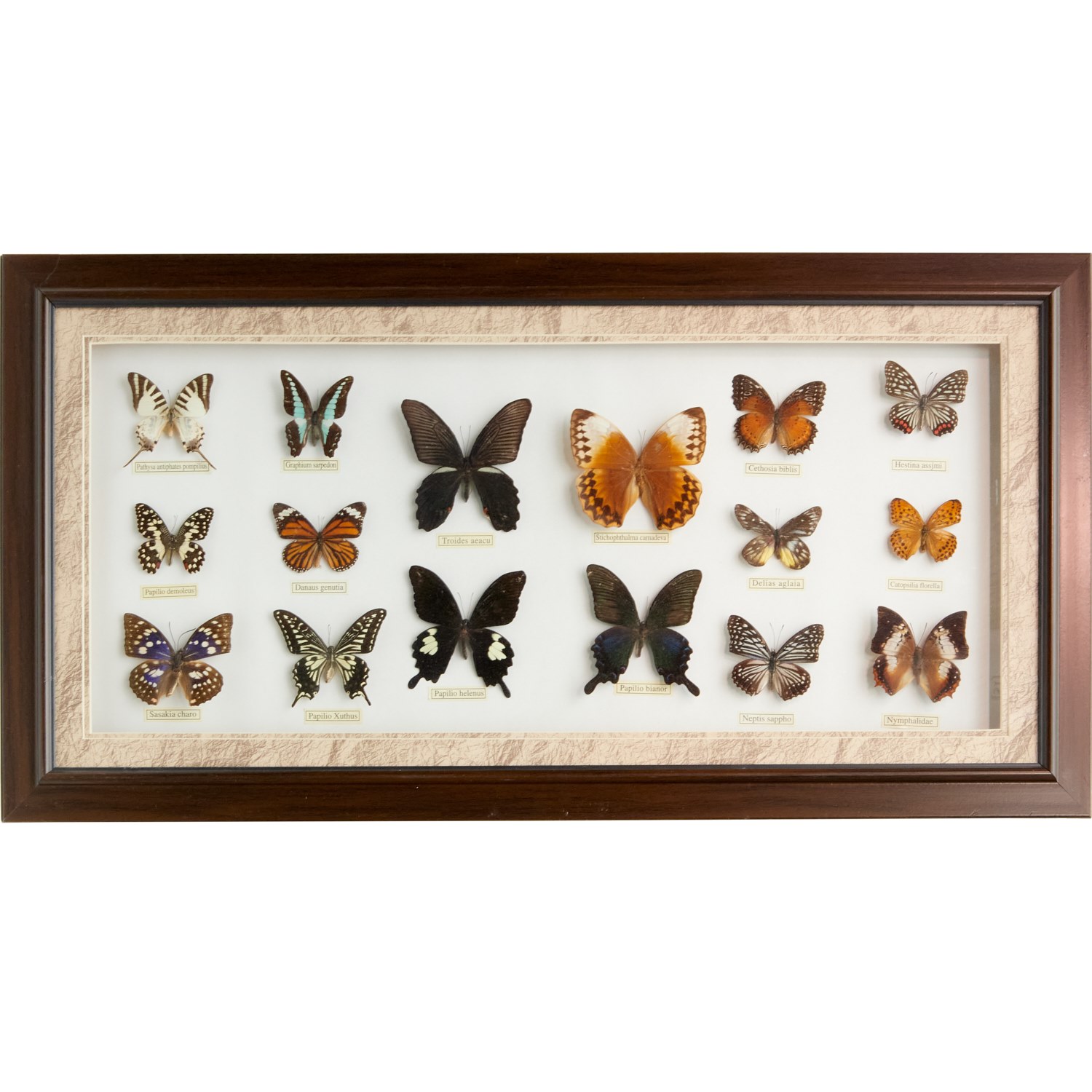 FRAMED COLLECTION OF BUTTERFLY
