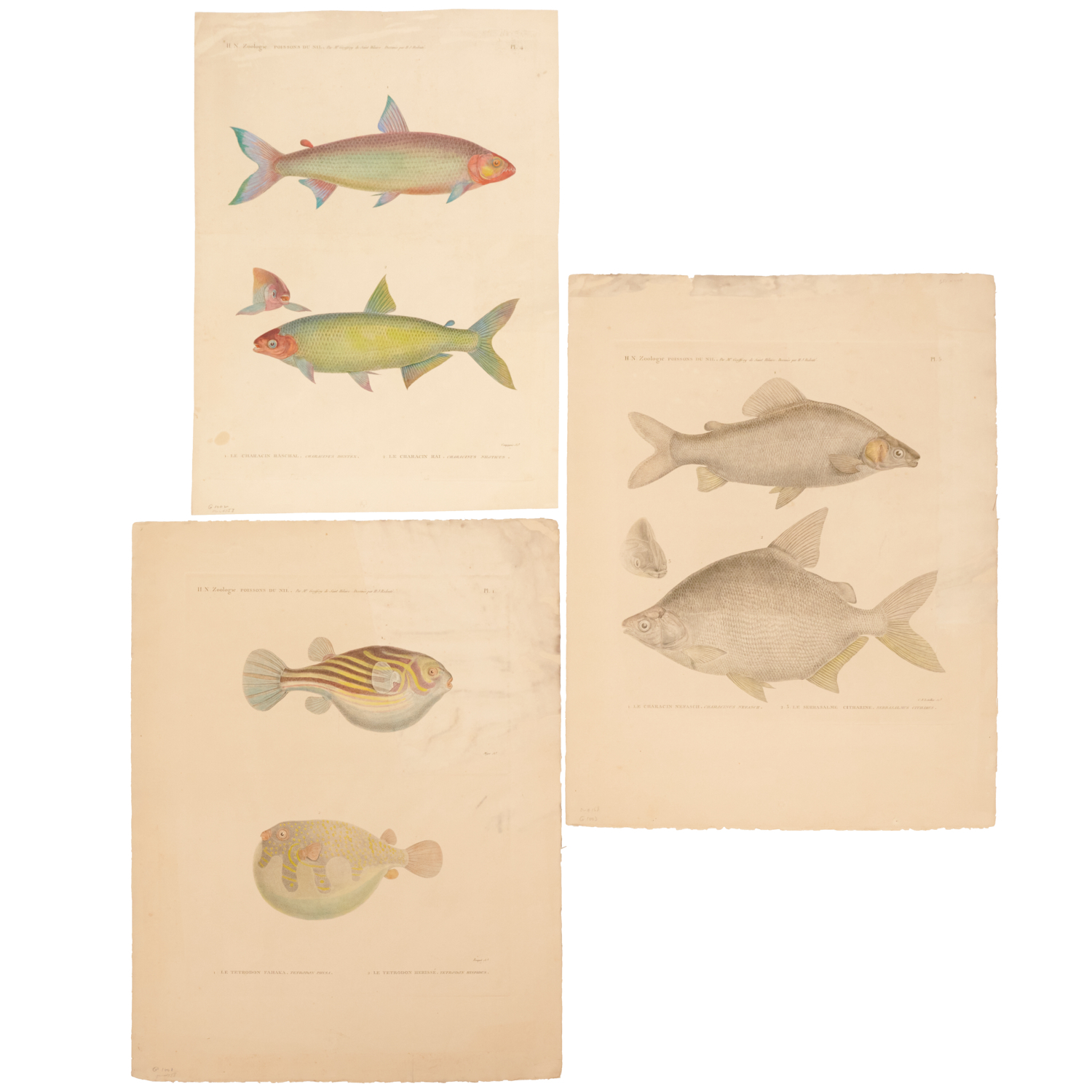 H. N. ZOOLOGIE, POISSONS DU NIL,