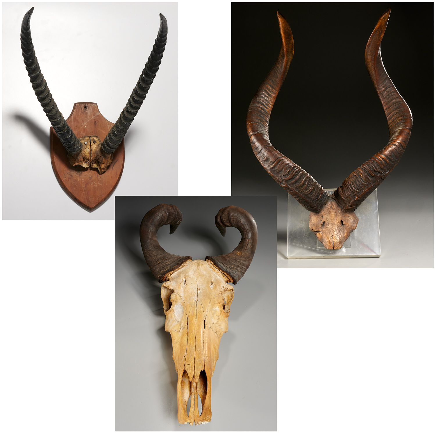 (3) SETS MOUNTED ANTELOPE / ANIMAL HORNS