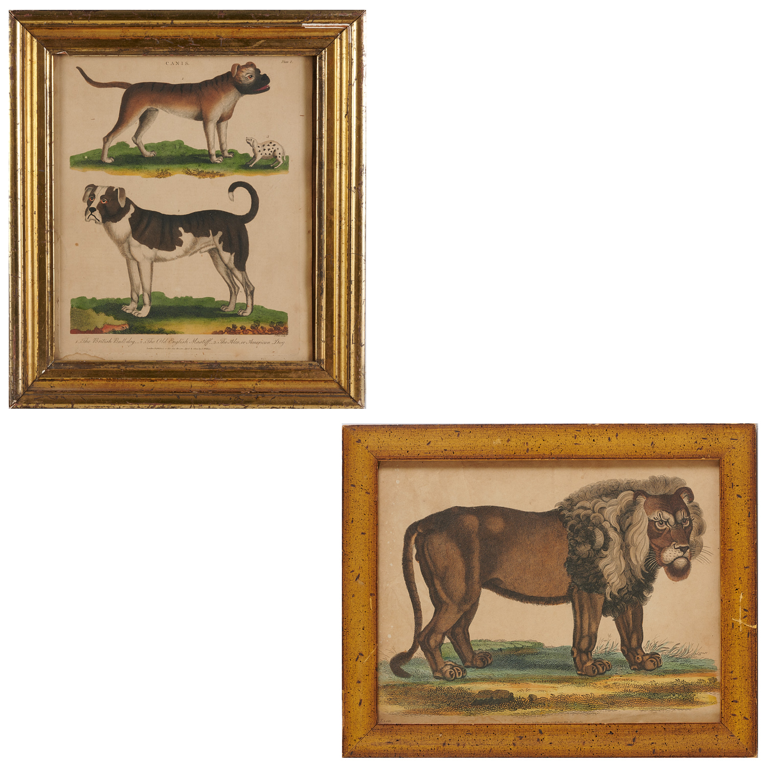 (2) ENGLISH HAND-COLORED ANIMAL