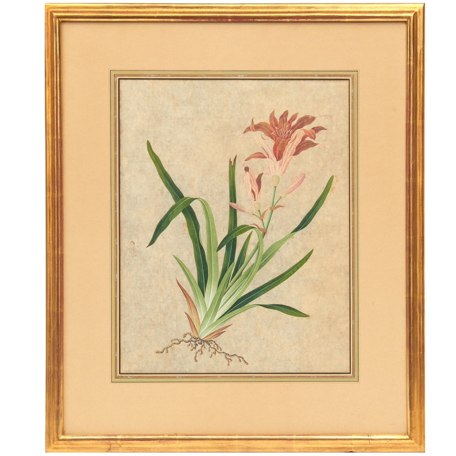 CHINESE SCHOOL BOTANICAL PAINTING  36257d