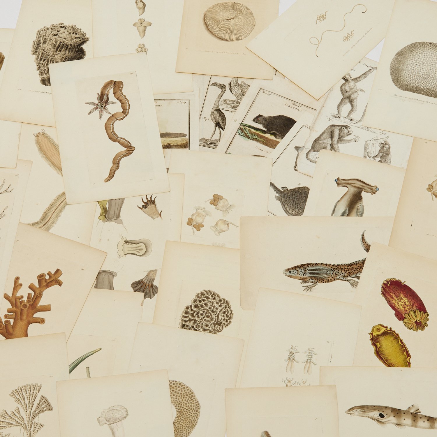 LARGE GROUP OF ZOOLOGICAL ENGRAVINGS,