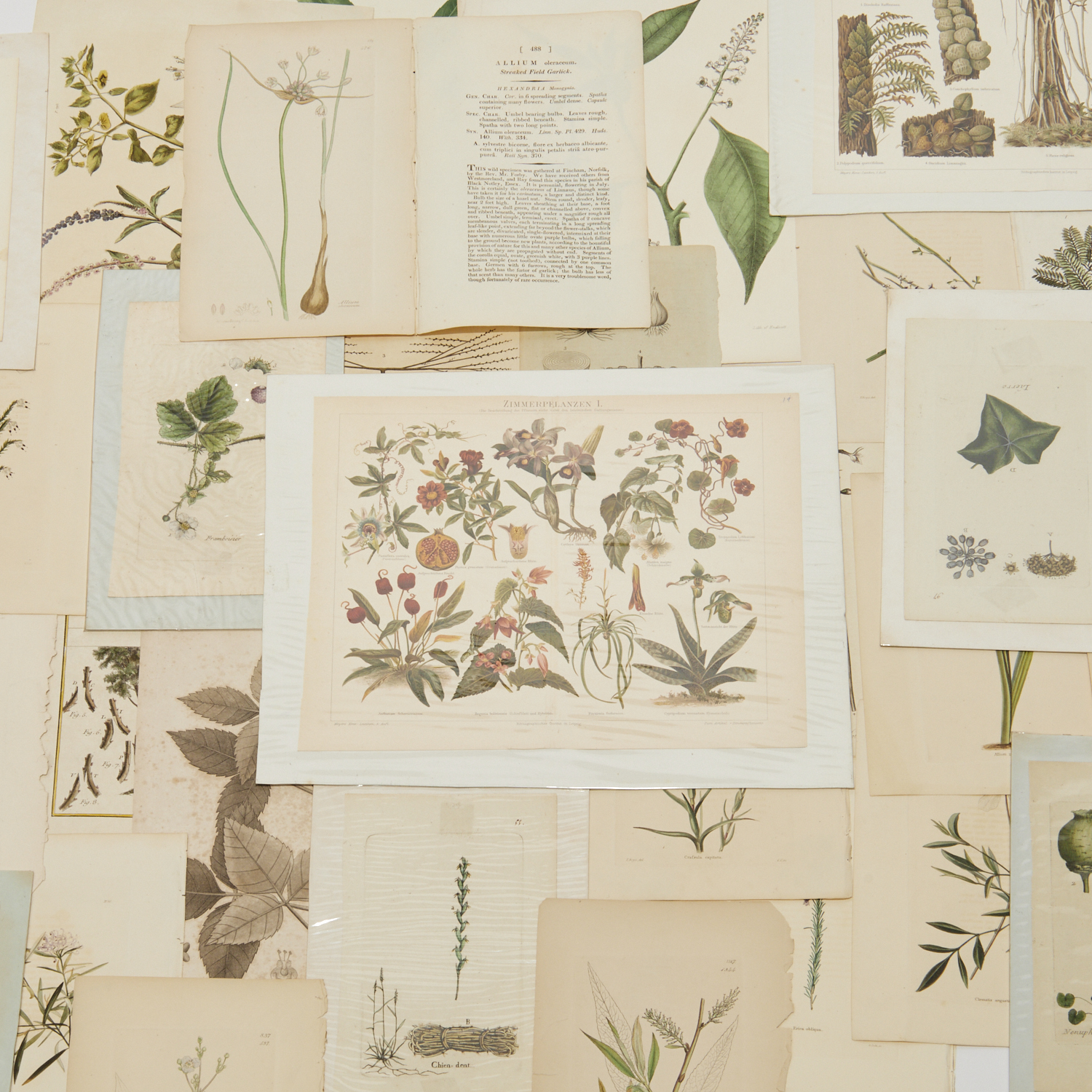 LARGE GROUP BOTANICAL ENGRAVINGS,