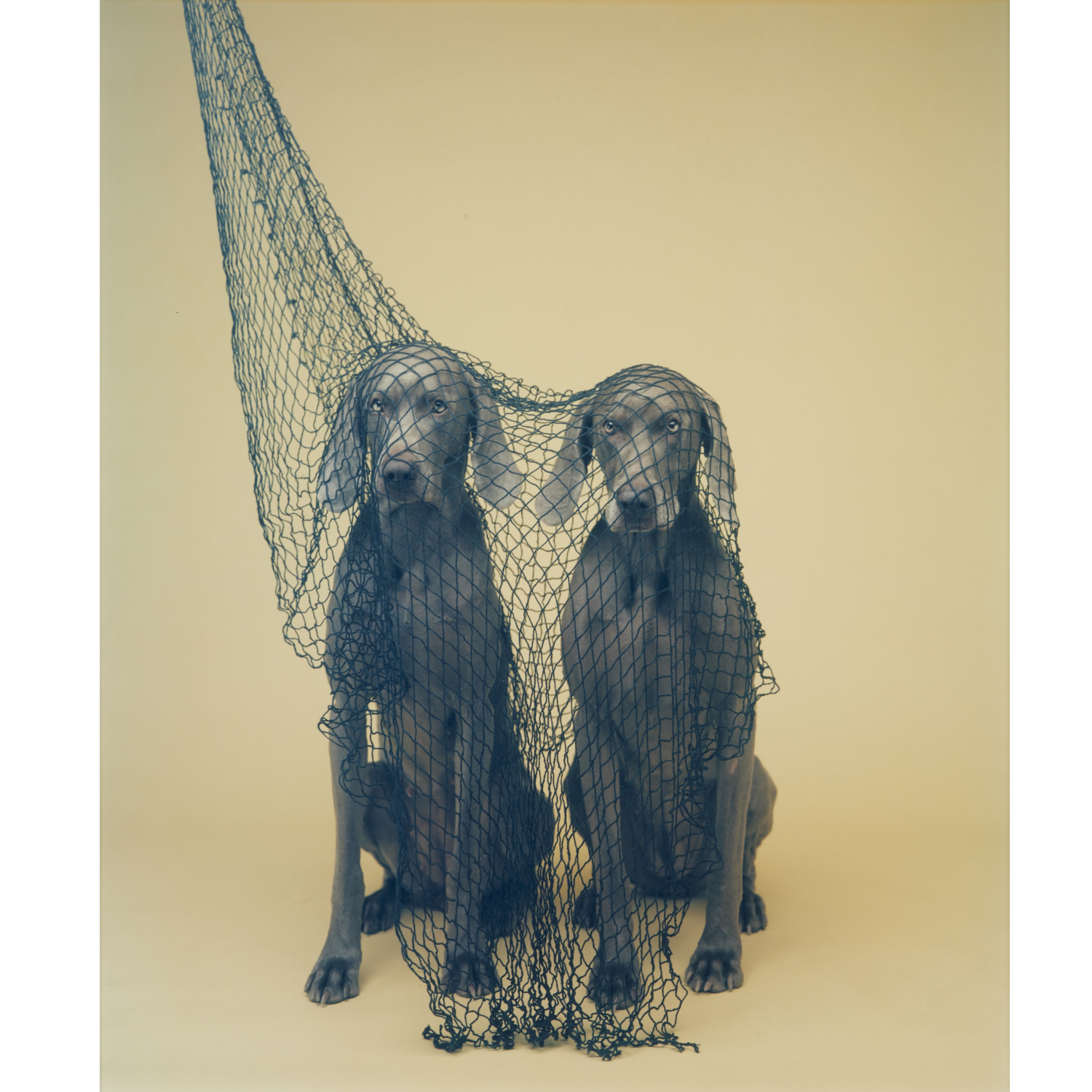 WILLIAM WEGMAN, LARGE FORMAT PHOTOGRAPH,