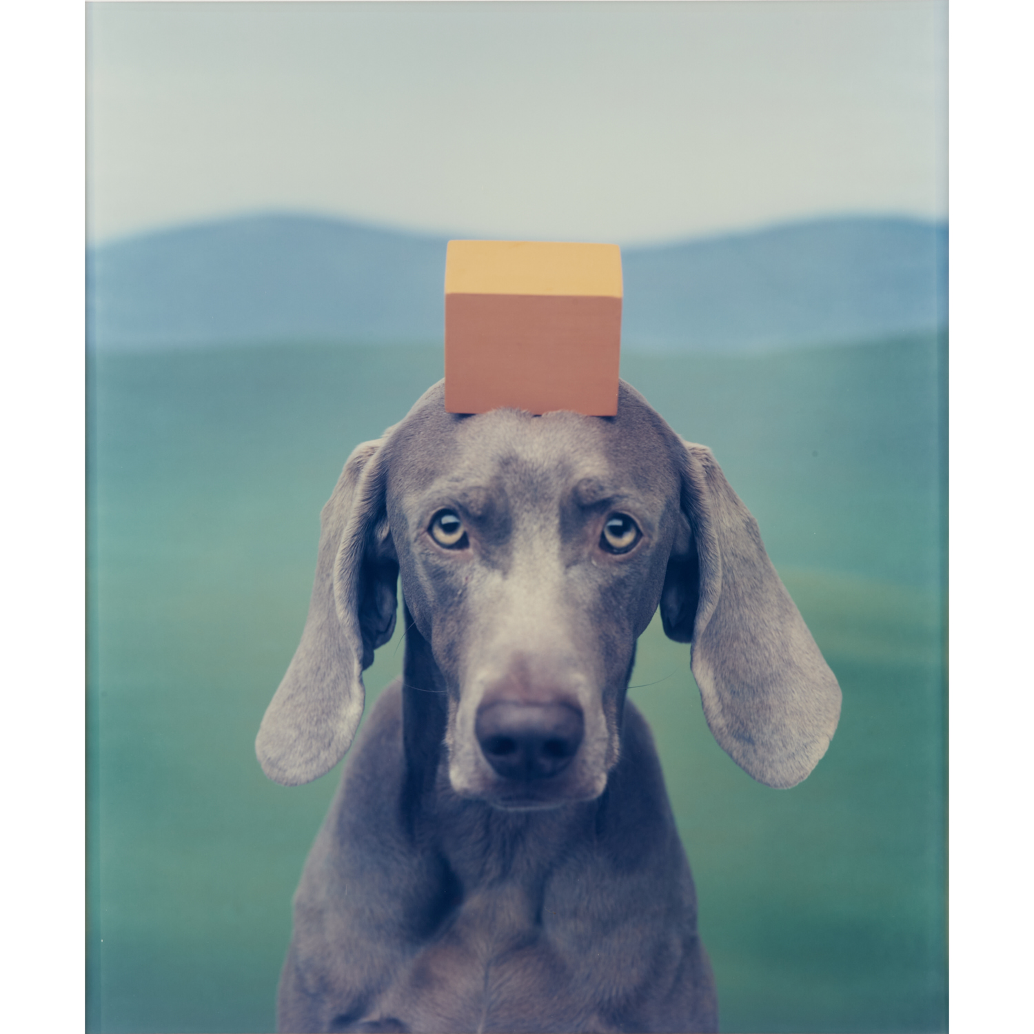 WILLIAM WEGMAN, LARGE FORMAT PHOTOGRAPH,