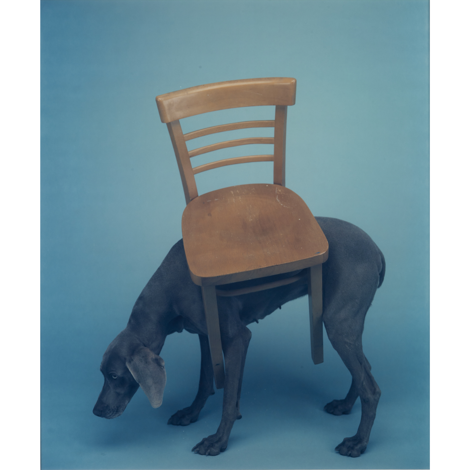 WILLIAM WEGMAN, LARGE FORMAT PHOTOGRAPH,