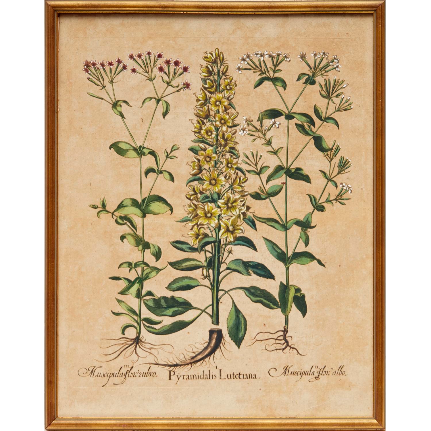 BASILIUS BESLER HAND COLORED BOTANICAL 361008