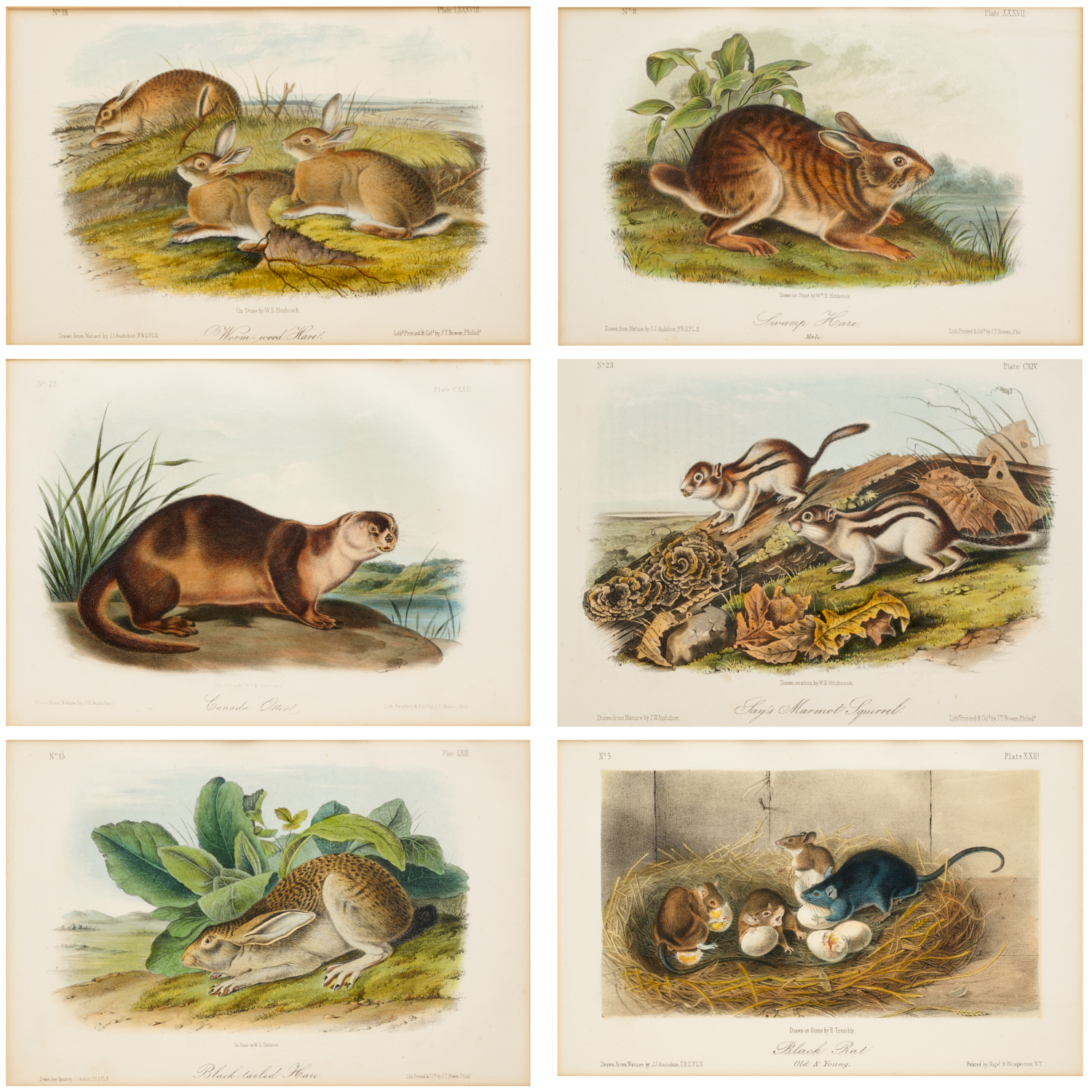 SET (6) AUDUBON LITHOGRAPHS, QUADRUPEDS