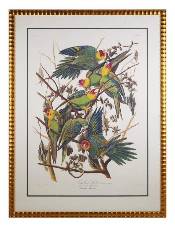 AFT JOHN JAMES AUDUBON CAROLINA 364015