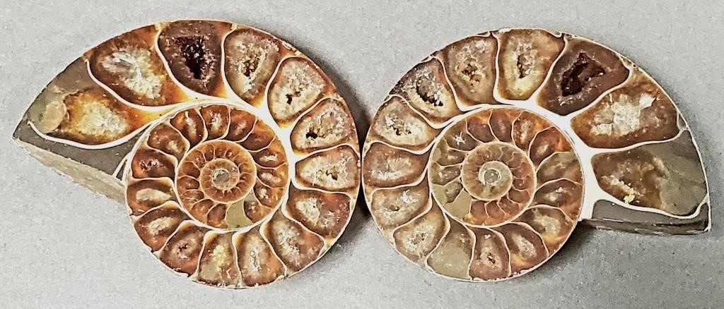  2 AMMONITE FOSSILSTwo cut and 364196