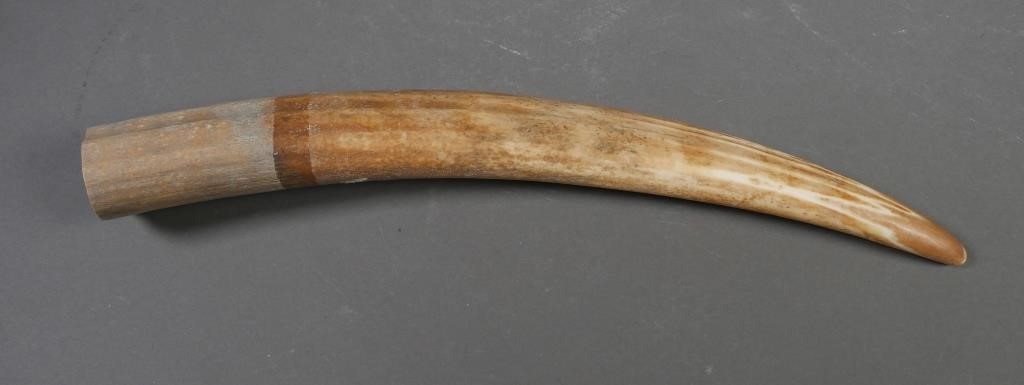 FOSSIL WALRUS IVORY TUSKFossilized walrus