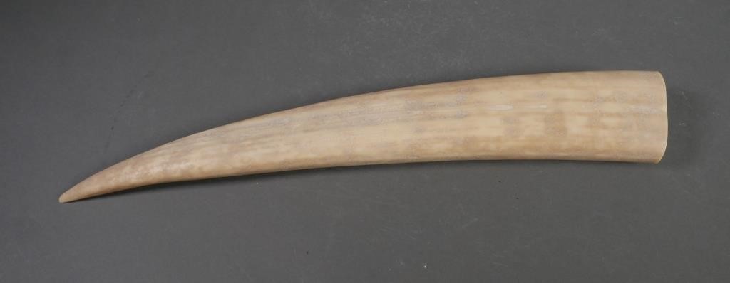 FOSSIL WALRUS IVORY TUSKFossilized walrus