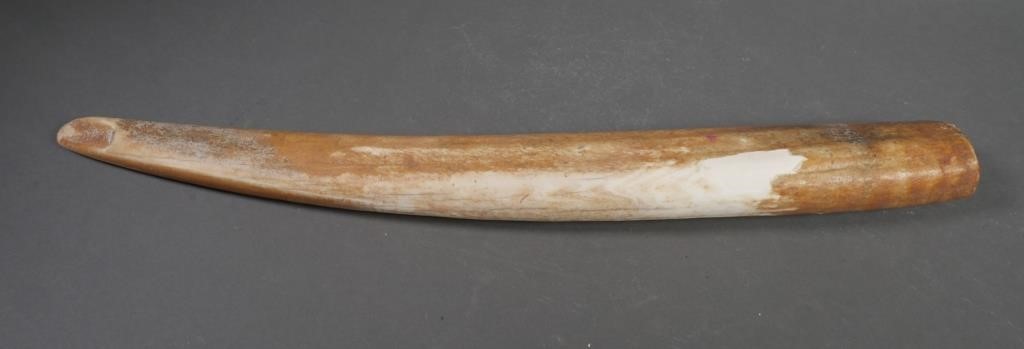 FOSSIL WALRUS IVORY TUSKFossilized walrus