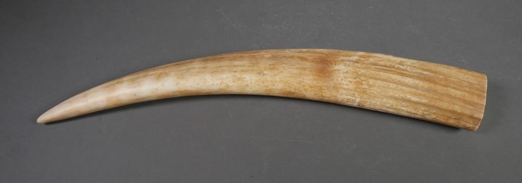 FOSSIL WALRUS IVORY TUSKFossilized walrus