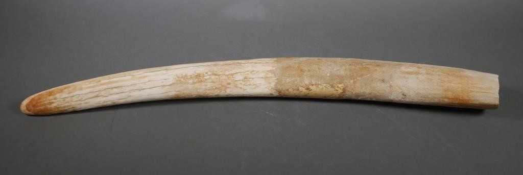 FOSSIL WALRUS IVORY TUSKFossilized walrus