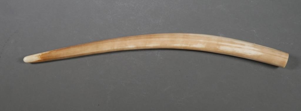 FOSSIL WALRUS IVORY TUSKFossilized