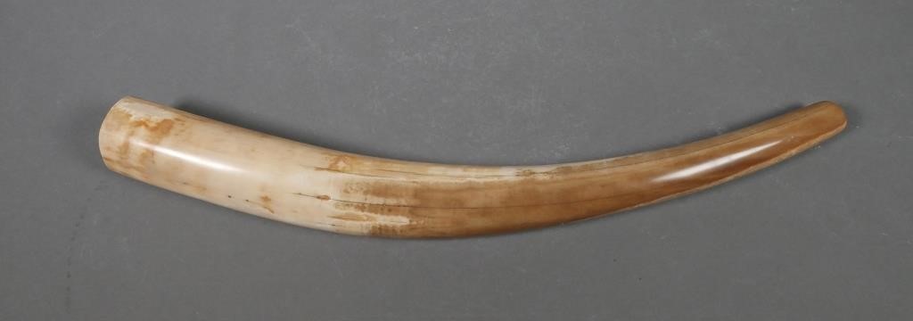 FOSSIL WALRUS IVORY TUSKFossilized walrus
