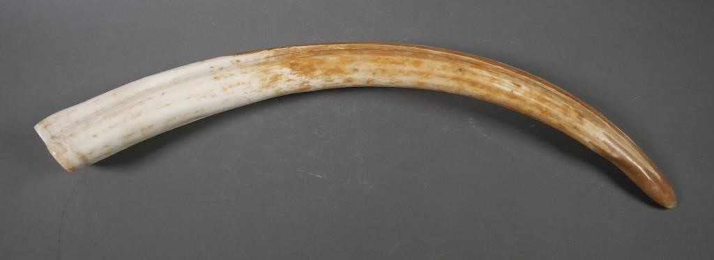 FOSSIL WALRUS IVORY TUSKFossilized walrus