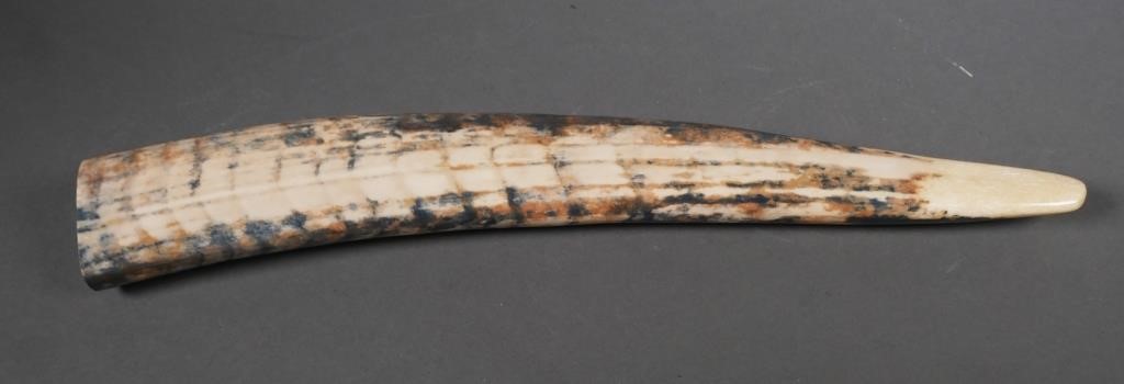 FOSSIL WALRUS IVORY TUSKFossilized