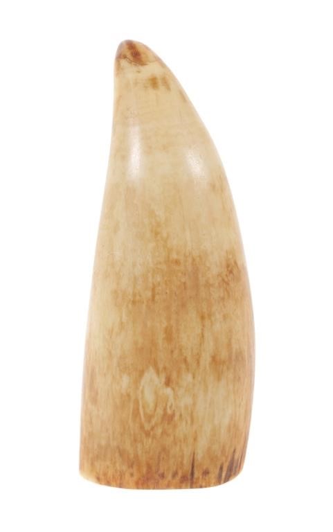 ANTIQUE POLISHED SPERM WHALE TOOTHAuthentic 365166