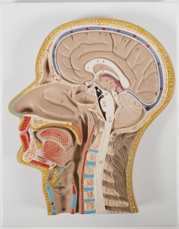 SCIENTIFIC MODEL OF MEDIAN SECTION 3638b8