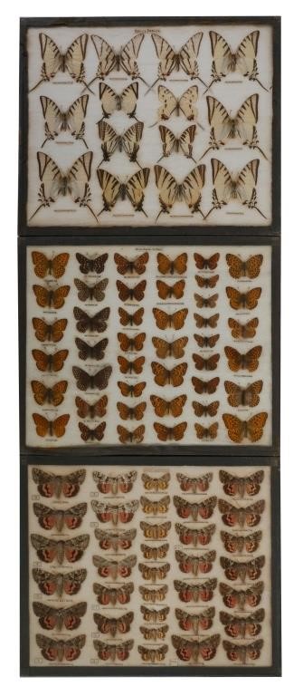  3 BUTTERFLY MOTH SPECIMEN MOUNT 3664ad