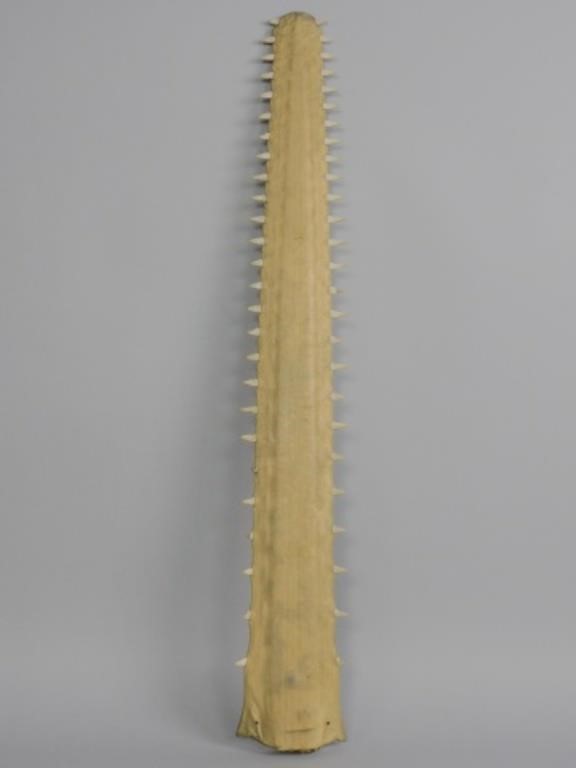 SAWFISH BILL, PROBABLY 19TH C. GOOD