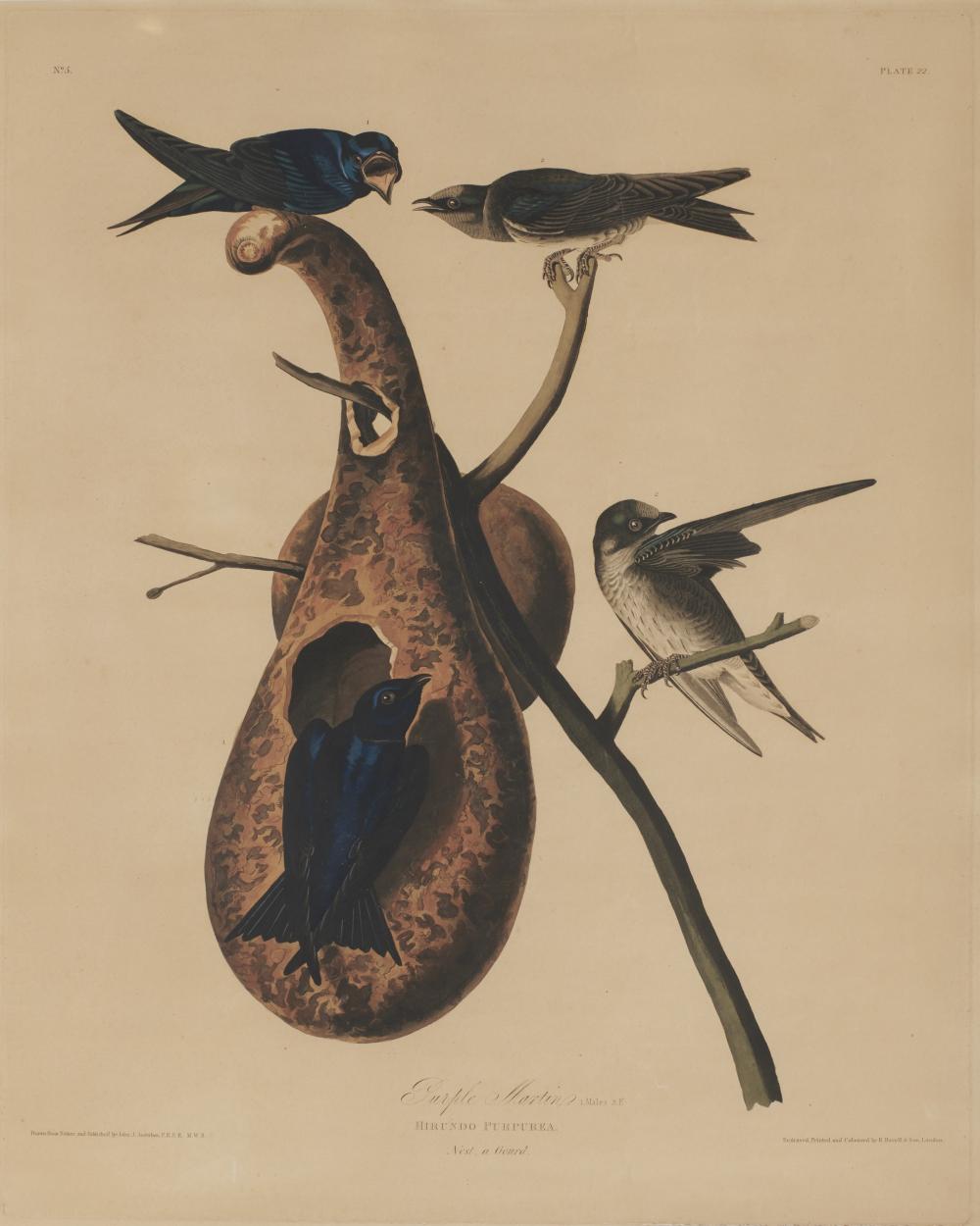 JOHN JAMES AUDUBON AMERICAN  367907