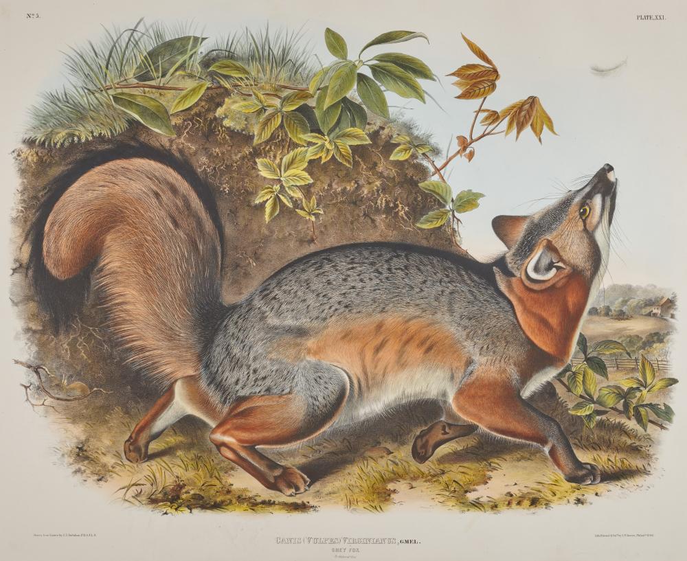 AFTER JOHN JAMES AUDUBON, (AMERICAN,