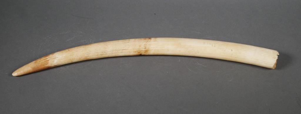 AFRICAN ELEPHANT IVORY TUSKAfrican 36524a