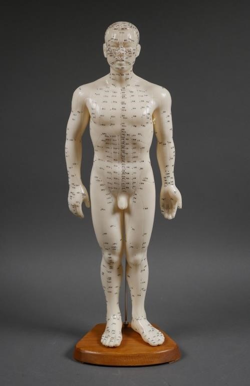 MALE ACUPUNCTURE BODY MODELHuman