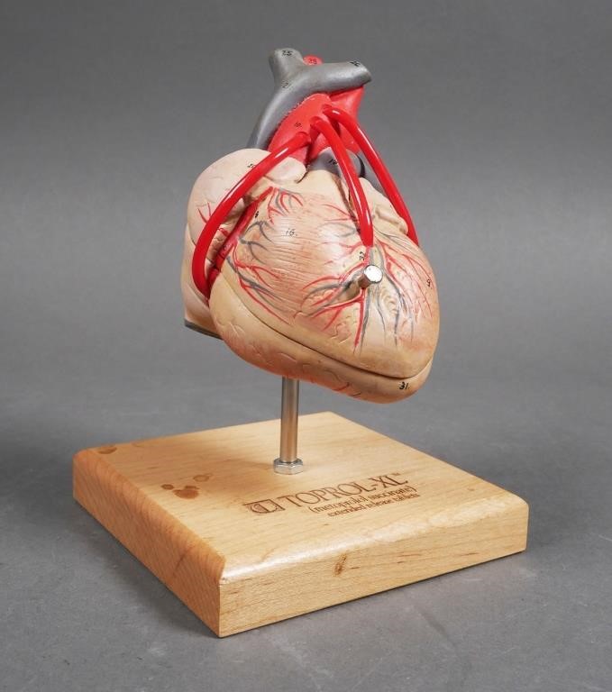 ANATOMICAL HUMAN HEART MODELAnatomical 36550c