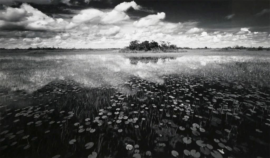 CLYDE BUTCHER, MASSIVE LOXAHATCHEE