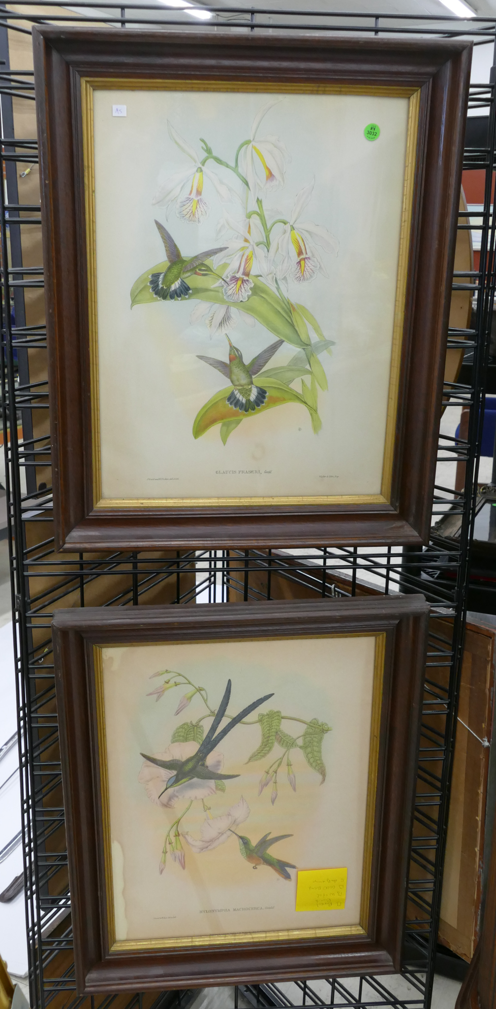 Pair Antique Gould Botanical Prints 368bf7