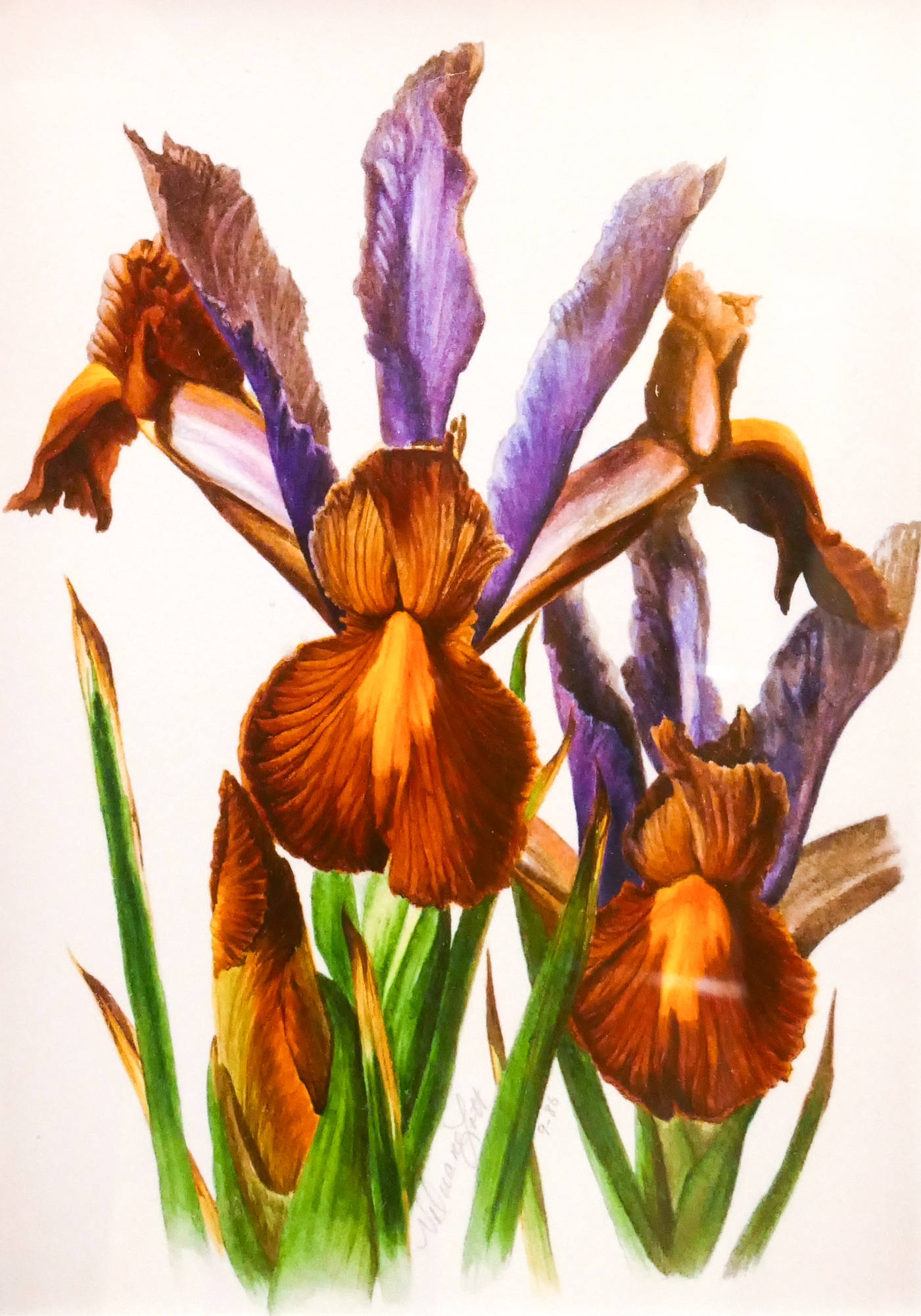 N. Duane Lott 'Iris Flowers' Floral