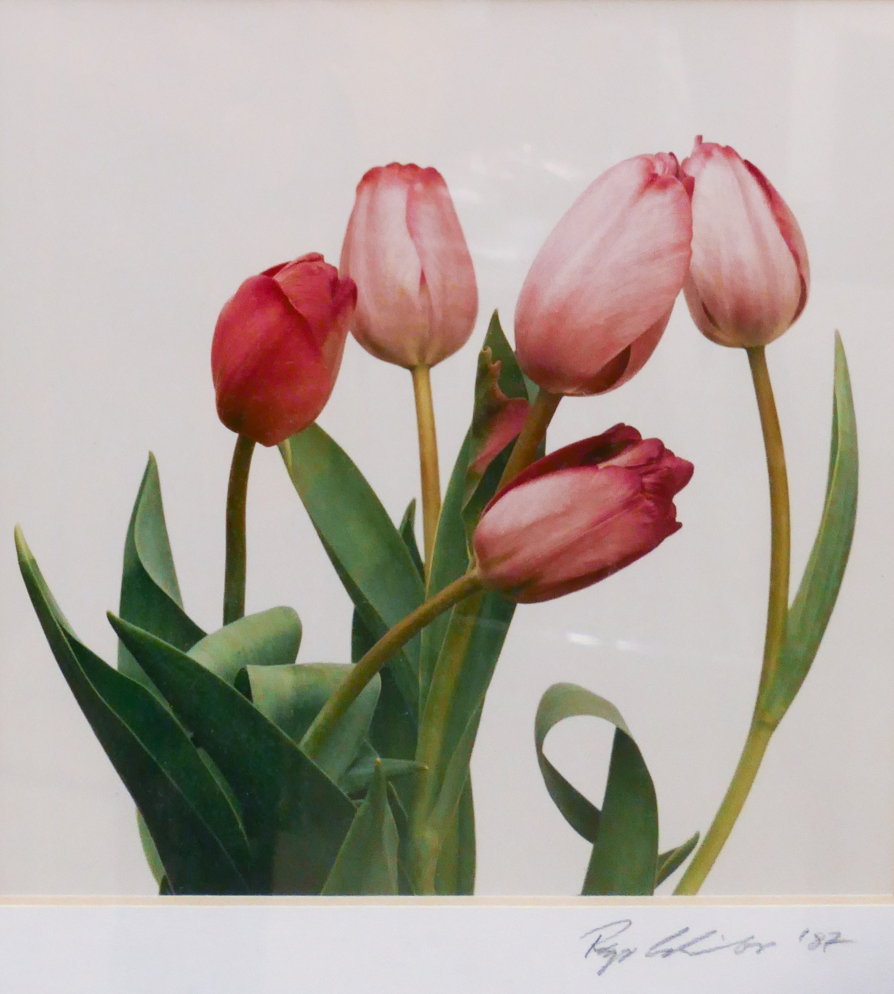 Tulips Color Art Photograph Framed  369081