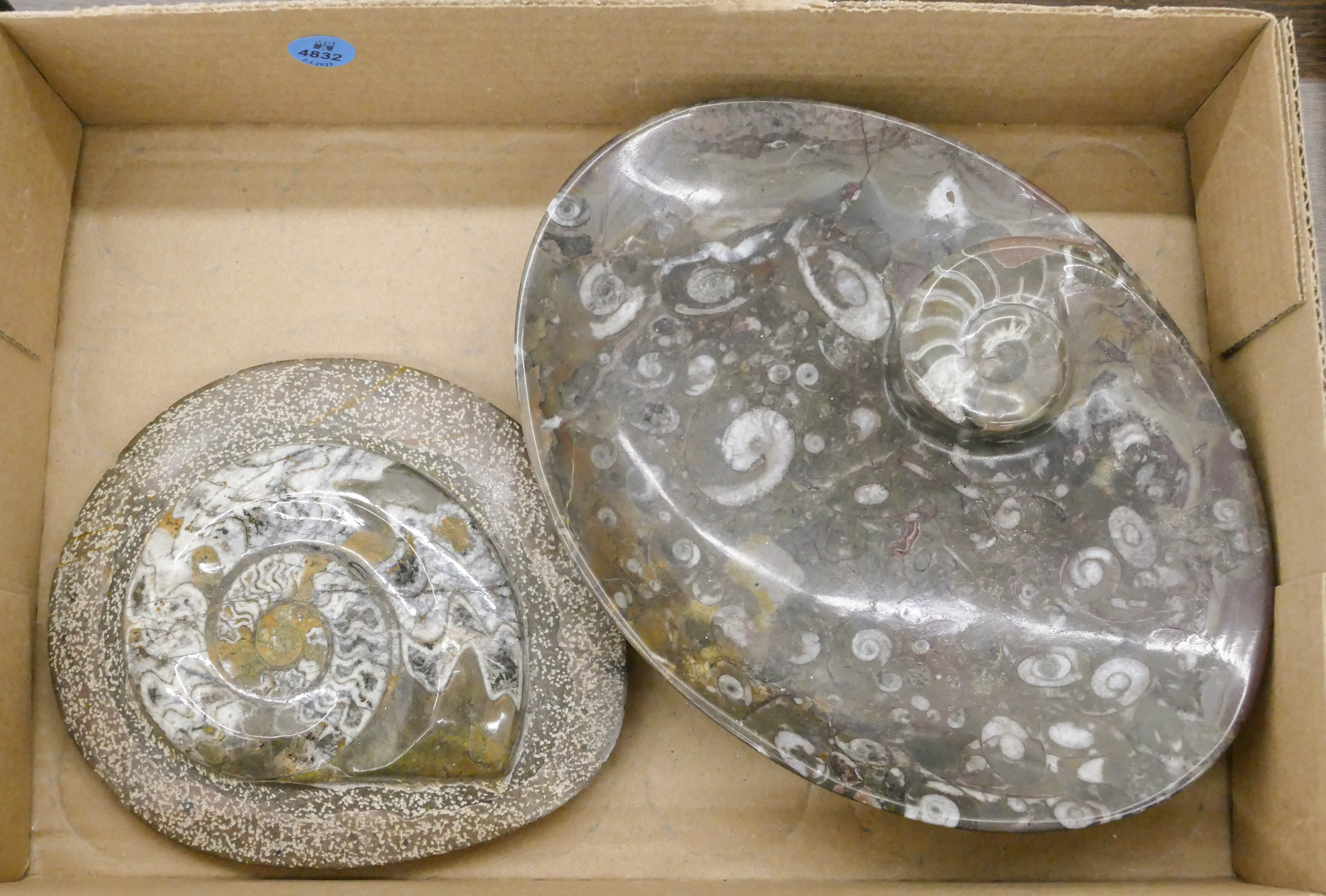 Box Polished Shell Fossils 36908d