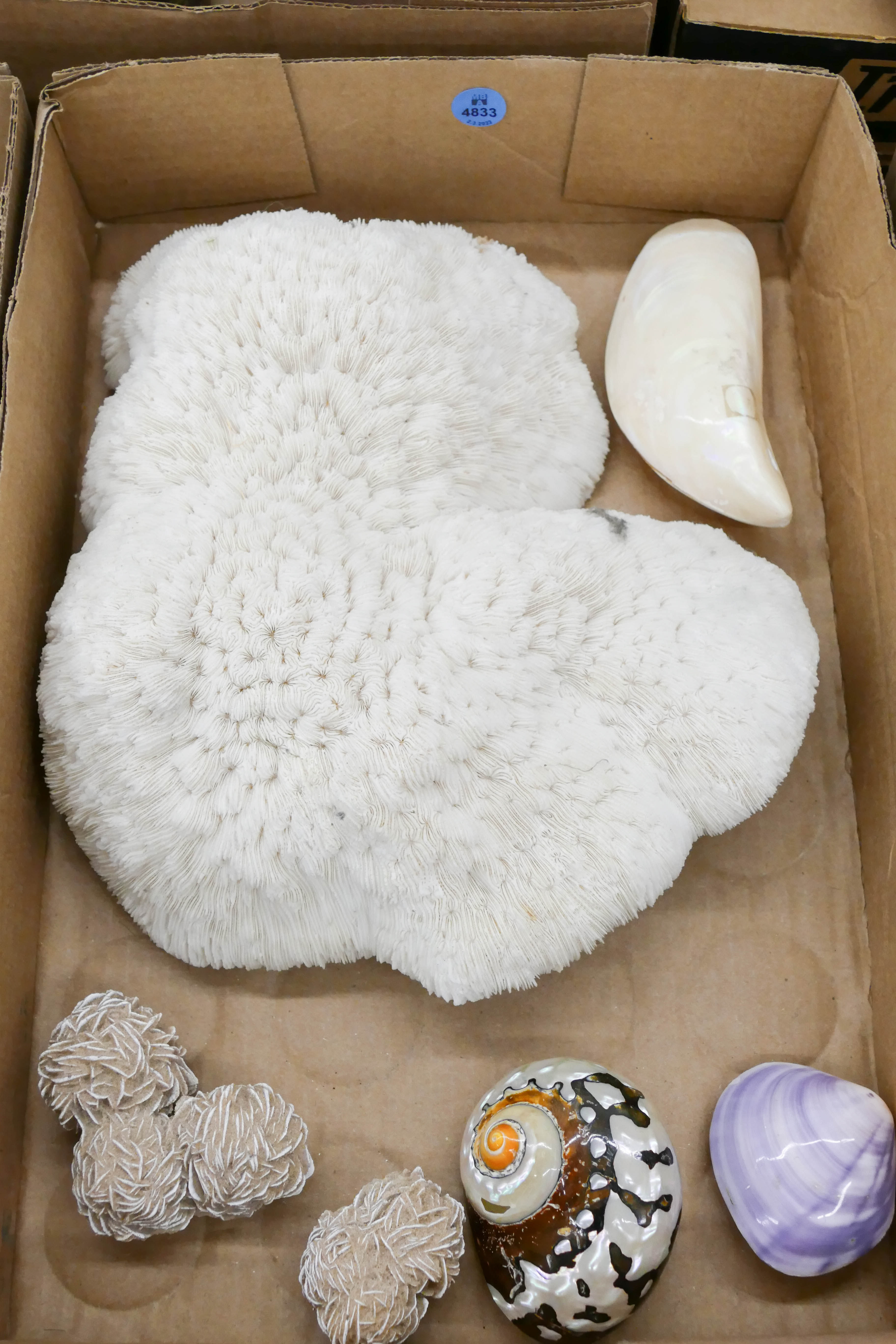Box Coral and Shell Specimens