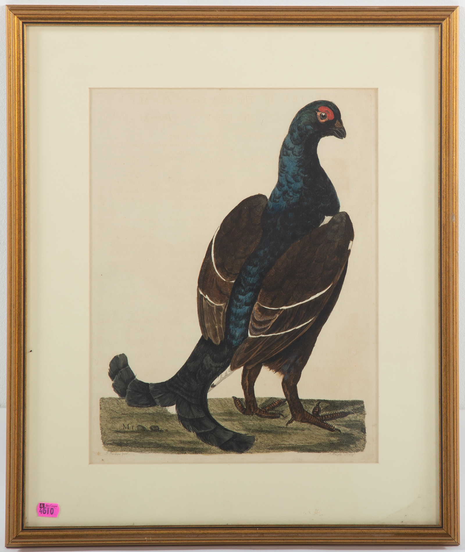 THOMAS PENNANT THE BLACK COCK  3693c0