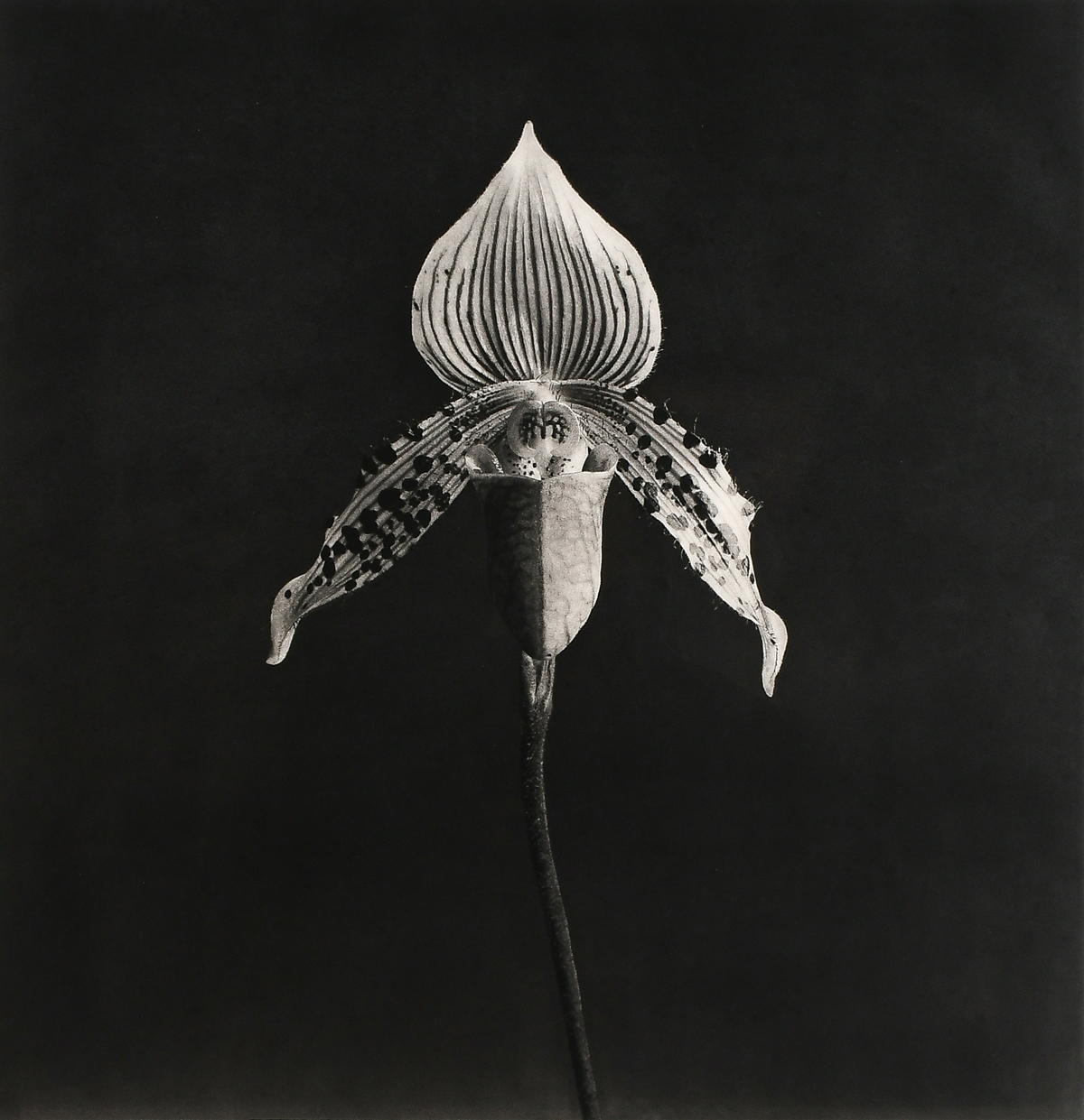 MAPPLETHORPE, Robert, (American,