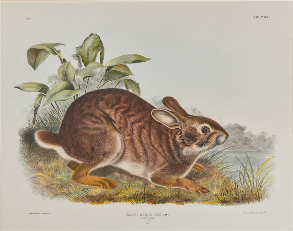 AFTER JOHN JAMES AUDUBON, (AMERICAN,