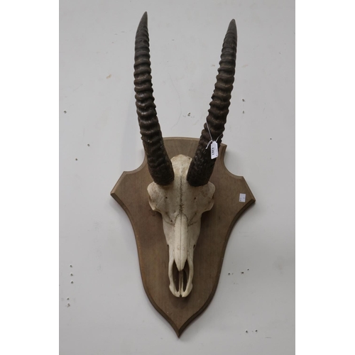 Pair of mounted trophy horns, approx