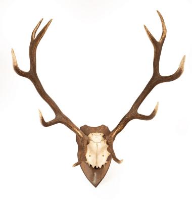 A pair of red deer antlers on a wooden