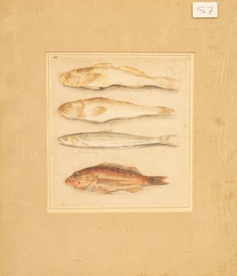 19th Century Study of Four Fish circa 36b583