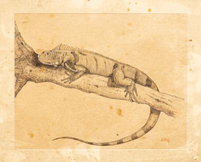 J J R G/Iguana on a Branch/pen and ink,