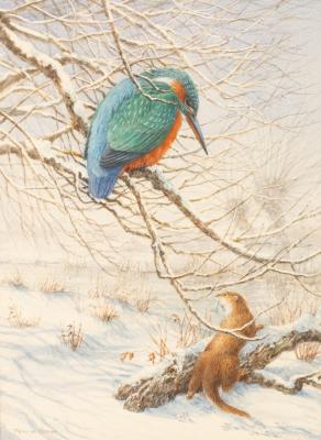 Peter Hodge (born 1949) Kingfisher
