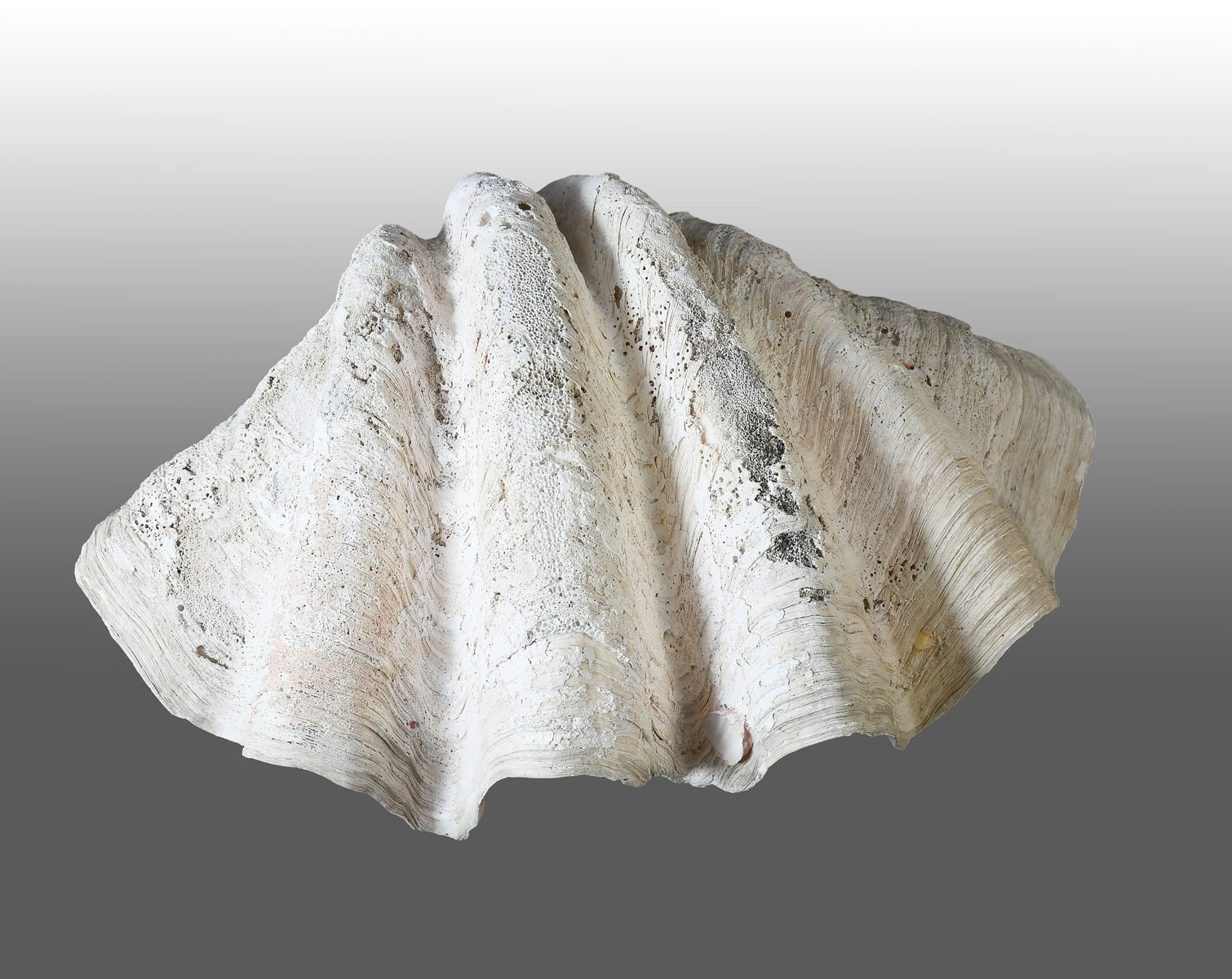 GIANT NATURAL SOUTH PACIFIC CLAM 36ad7b